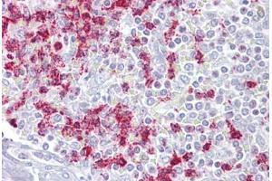 Anti-RGS2 antibody IHC staining of human spleen. (RGS2 抗体  (AA 51-100))