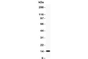 Western Blotting (WB) image for anti-Profilin 2 (PFN2) (C-Term) antibody (ABIN3032305)
