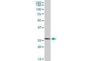 NOG MaxPab rabbit polyclonal antibody. (NOG 抗体  (AA 1-232))