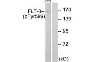 Western blot analysis of extracts from COS7 cells treated with EGF 200ng/ml 30', using FLT3 (Phospho-Tyr599) Antibody. (FLT3 抗体  (pTyr599))