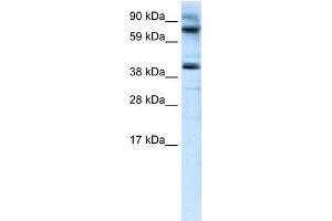 WB Suggested Anti-MANSC1 Antibody Titration:  0. (MANSC1 抗体  (N-Term))