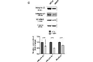 Integrin beta 3 抗体  (AA 27-120)