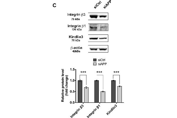 Integrin beta 3 抗体  (AA 27-120)