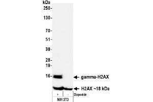 Western Blotting (WB) image for anti-gamma Histone Variant H2AX (GAMMA-H2AX) (Ser140) antibody (ABIN7455200) (Recombinant gamma H2AX 抗体  (Ser140))