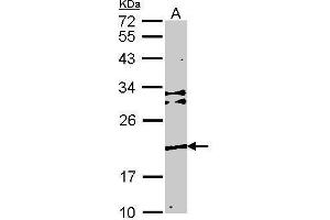WB Image Sample (30 ug of whole cell lysate) A: NIH-3T3 12% SDS PAGE Transmembrane protein 147 antibody antibody diluted at 1:1000 (TMEM147 抗体)