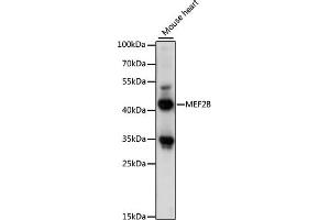 Western blot analysis of extracts of mouse heart, using MEF2B antibody (ABIN7268731) at 1:1000 dilution. (MEF2B 抗体  (AA 1-100))