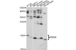 Western blot analysis of extracts of various cell lines, using PDE6D antibody (ABIN6293497) at 1:1000 dilution. (PDE6D 抗体)