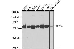 Western blot analysis of extracts of various cell lines using FKBP4 Polyclonal Antibody at dilution of 1:1000. (FKBP4 抗体)