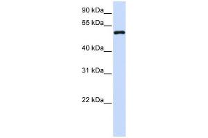 Metaxin 1 antibody used at 1 ug/ml to detect target protein. (Metaxin 1 抗体  (C-Term))