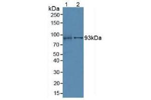 Western blot analysis of (1) Mouse Kidney Tissue and (2) Porcine Liver Tissue. (Villin 1 抗体  (AA 1-320))