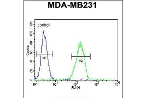 Flow cytometric analysis of MDA-MB231 cells (right histogram) compared to a negative control cell (left histogram). (Cathepsin S 抗体  (AA 210-240))