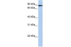 WB Suggested Anti-HSPA4L Antibody Titration: 0. (HSPA4L 抗体  (C-Term))