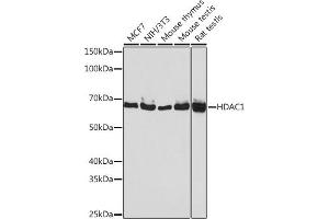 Western blot analysis of extracts of various cell lines, using HD antibody (ABIN7267707) at 1:1000 dilution. (HDAC1 抗体)