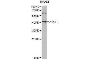 Western blot analysis of extracts of HepG2 cells, using ASGR2 Antibody (ABIN5975016) at 1/1000 dilution. (Asialoglycoprotein Receptor 2 抗体)