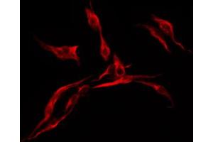 ABIN6272349 staining HuvEc by IF/ICC. (Mrgprf 抗体  (C-Term))
