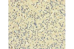 Immunohistochemistry of paraffin-embedded human spleen tissue using ABIN7167717 at dilution of 1:100 (Resistin 抗体  (AA 19-108))