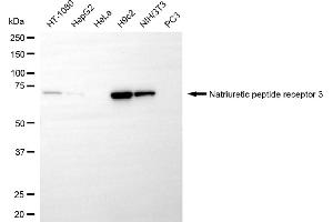 Western blotting analysis using natriuretic peptide receptor 3 antibody (ABIN7797702). (Recombinant NPR3 抗体)