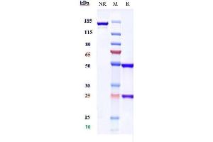 Anti-ALCAM / CD166 Reference Antibody (praluzatamab) on SDS-PAGE under reducing (R) condition.