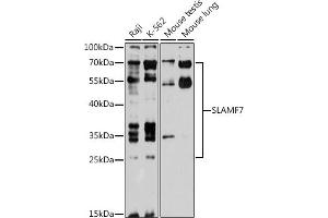 Western blot analysis of extracts of various cell lines, using SL antibody (ABIN6131101, ABIN6147829, ABIN6147831 and ABIN6218407) at 1:1000 dilution. (SLAMF7 抗体  (AA 23-226))