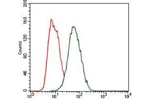 Flow cytometric analysis of HeLa cells using HEXA mouse mAb (green) and negative control (red). (Hexosaminidase A 抗体)