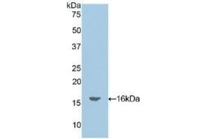 Detection of Recombinant OCM, Mouse using Polyclonal Antibody to Oncomodulin (OCM) (Oncomodulin 抗体  (AA 1-109))