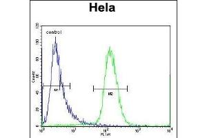 SCHIP1 Antibody (Center) (ABIN656782 and ABIN2846000) flow cytometric analysis of Hela cells (right histogram) compared to a negative control cell (left histogram). (SCHIP1 抗体  (AA 90-118))