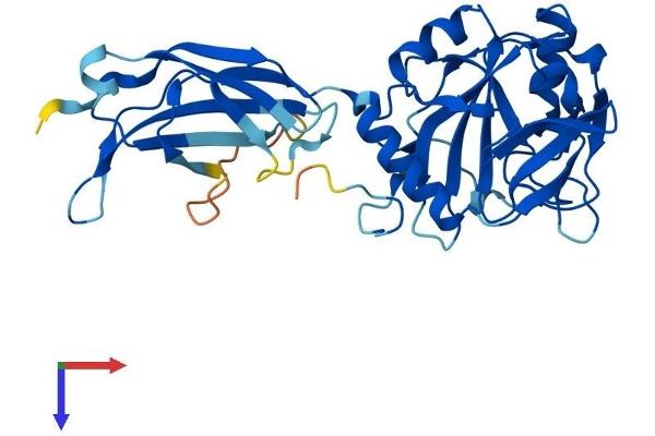 PHYHIP Protein (AA 1-330) (His tag)