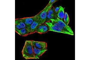 Immunofluorescence (IF) image for anti-RAB13, Member RAS Oncogene Family (RAB13) (AA 66-200) antibody (ABIN5542350)