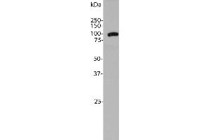 Blot of rat liver tissue homogenates blotted with ABIN1842234. (Aldehyde Dehydrogenase H1L1 抗体)