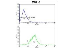 MDFIC Antibody (N-term) (ABIN652654 and ABIN2842440) FC analysis of MCF-7 cells (bottom histogram) compared to a negative control cell (top histogram). (MDFIC 抗体  (N-Term))