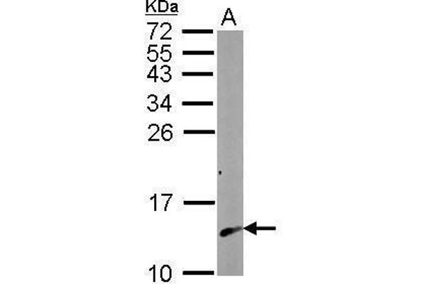 Calmodulin 2 抗体