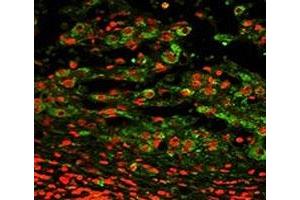 Immunofluorescence (IF) image for anti-Integrin, alpha X (Complement Component 3 Receptor 4 Subunit) (ITGAX) (AA 1119-1145) antibody (ABIN3031404)