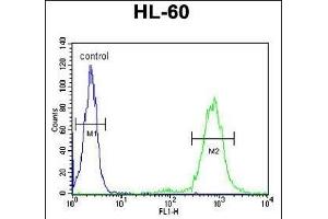 CD69 Antibody (Center) (ABIN651605 and ABIN2840320) flow cytometric analysis of HL-60 cells (right histogram) compared to a negative control cell (left histogram). (CD69 抗体  (AA 119-148))
