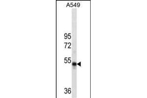 RUVBL1 Antibody (ABIN1539890 and ABIN2837838) western blot analysis in A549 cell line lysates (35 μg/lane). (RUVBL1 抗体)