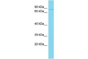 Host: Rabbit Target Name: C10orf90 Sample Type: 721_B Whole Cell lysates Antibody Dilution: 1. (C10ORF90 抗体  (C-Term))