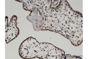 Image no. 1 for anti-C-Myc Binding Protein (MYCBP) (AA 1-104) antibody (ABIN599548) (MYCBP 抗体  (AA 1-104))