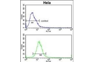 ADH6 Antibody (Center) (ABIN653151 and ABIN2842721) flow cytometric analysis of Hela cells (bottom histogram) compared to a negative control cell (top histogram). (ADH6 抗体  (AA 209-240))