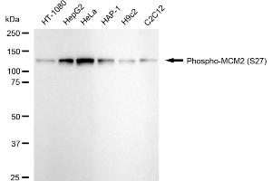 Western blotting analysis using phospho-MCM2 (S27) antibody (ABIN7799417).