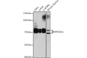 Western blot analysis of extracts of various cell lines, using L1 Rabbit mAb (ABIN1682871, ABIN3017919, ABIN3017920 and ABIN7101538) at 1:1000 dilution. (ATG16L1 抗体)