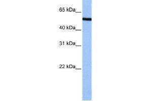 WB Suggested Anti-NUP50 Antibody Titration: 0. (NUP50 抗体  (C-Term))