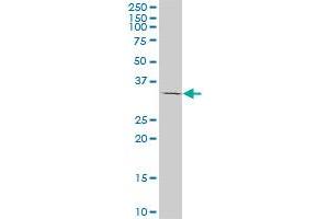 TAZ monoclonal antibody (M13), clone 1F11. (TAZ 抗体  (AA 1-262))