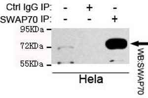 Immunoprecipitation analysis of Hela cell lysate using SW mouse mAb. (SWAP70 抗体)