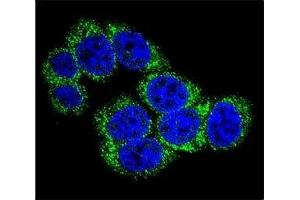 Confocal immunofluorescent analysis of DLL3 antibody with 293 cells followed by Alexa Fluor 488-conjugated goat anti-rabbit lgG (green). (DLL3 抗体  (AA 519-548))