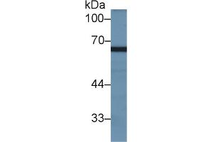 Western Blot; Sample: Rat Testis lysate; Primary Ab: 2µg/ml Rabbit Anti-Rat GAS6 Antibody Second Ab: 0. (MX2 抗体  (AA 1-300))
