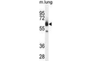 ZUFSP Antibody (N-term) western blot analysis in mouse lung tissue lysates (35 µg/lane). (ZUFSP 抗体  (N-Term))