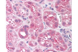 Anti-SIRT7 antibody IHC of human kidney. (SIRT7 抗体  (AA 317-366))