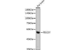 PDCD7 抗体