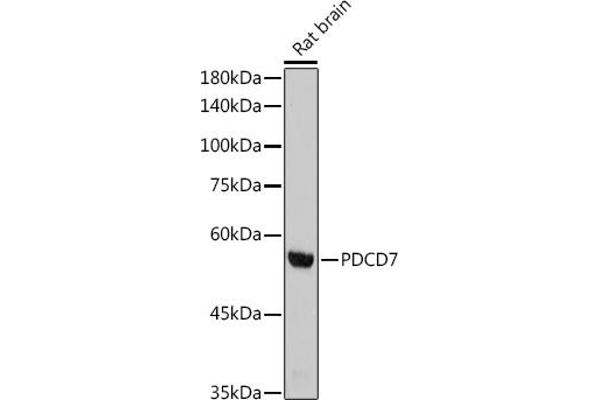 PDCD7 抗体