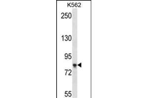 SD4B Antibody (C-term) (ABIN657524 and ABIN2846546) western blot analysis in K562 cell line lysates (35 μg/lane). (SAMD4B 抗体  (C-Term))