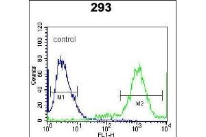 Ufc1 Antibody (C-term) (ABIN650703 and ABIN2839221) flow cytometric analysis of 293 cells (right histogram) compared to a negative control cell (left histogram). (UFC1 抗体  (C-Term))